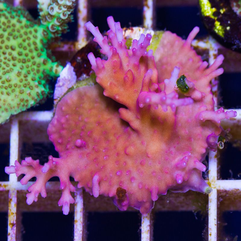 newcoral1356b - 85+ New WYSIWYG Acros at Cherry Corals!